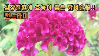 심장질환에 효능이 좋은 닭벼슬꽃 맨드라미