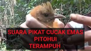 Suara Masteran dan Pikat Burung Cucak Emas Burung Pitohui Ampuh dan Andalan, suara jernih