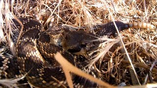 Southern Pacific Rattlesnake 2013