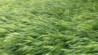 Grasses blowing in the wind (slight return)