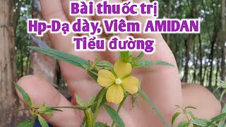 Bài thuốc trị Viêm amidan, hp dạ dày, tiểu đường. PHAN HẢI Vlog