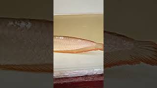 #shorts #arowana #fishing #fish