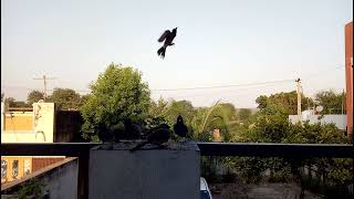 Bulbul Bird eat breakfast morning time