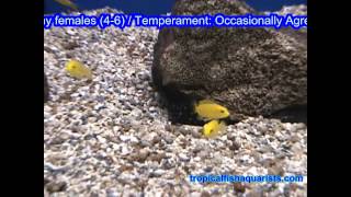 African Cichlid - Labidochromis caeruleus-Yellow Labido