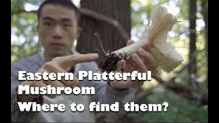 What is a platterful mushroom (good edible) and where to find it? Subtitle CC 美东大盘菌，美味