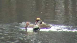 Tatarske žvižgavke (Red-crested Pochard) II.