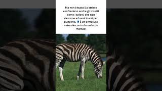 Il mistero delle strisce delle zebre!  #shorts #curiosità #zebra #nature #viralvideo