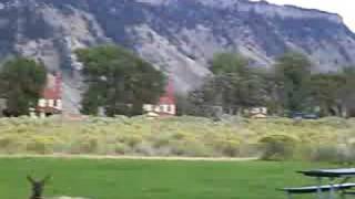 Yellowstone National Park elk