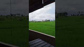 #WE_MISS_BALI #a_warong_with_the_ricefield_view #shorts