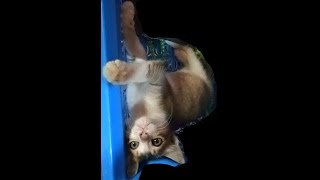 cute cat videos | cute kitty funny cat | cute kitty meow