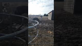 Got on the wrong side of the pen with this crazy girl 🤣🤣 #cattlefarm #cow #cattle