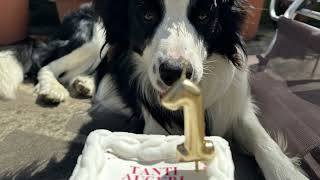 Compleanni per cani memorabili