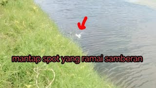 josss ll spot yang ga pernah sepi sambaran ll casting ikan gabus