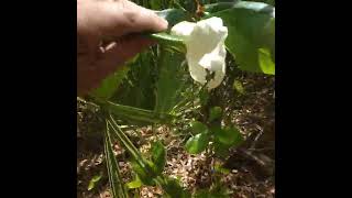 Pawpaw Blossoms