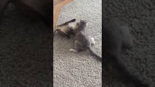 Kitten Fight