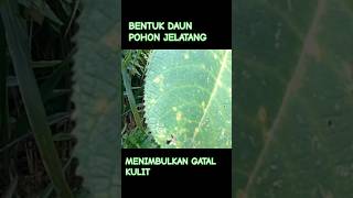 BENTUK DAUN POHON JELATANG