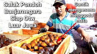 Packing Salak Pondoh Banjarnegara Siap Kirim Ke Berbagai Kota dan Manca Negara