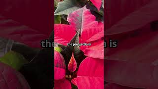 The Fascinating Origin and Meaning of Poinsettia