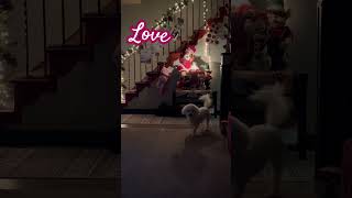 Love #beautiful  #dog # chr #christmas #homealone