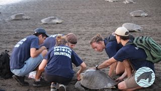 Join us as we protect sea turtles from plastic pollution