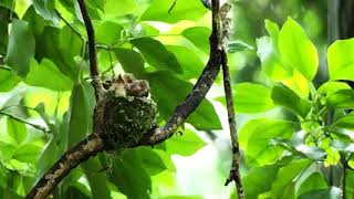 Burung sariwang/tali poncong membuat sarang sapai mololoh anaknya di alam bebas...