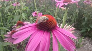 Bee on a flower