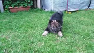 Cutest Finnish Lapphund puppy Freya, In the garden. Suomenlapinkoira