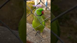 Parrot #cute #shorts #4k #short #ytshort #youtubeshorts #birds #parrot #shortsvideo #trendingreels