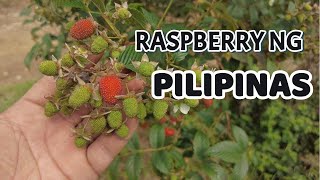 RASPBERRY NG PILIPINAS