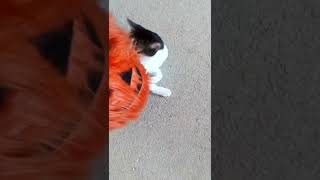 3 cats - 1 giant furry pumpkin