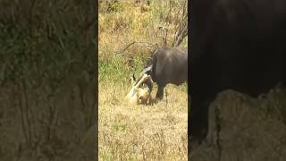 Lion attack animals #viral #viralvideo #video #animals #funny #funnyvideo #lovelyanimals #lovelypet