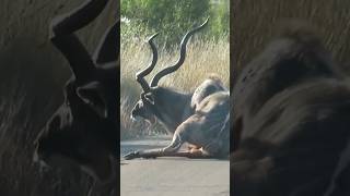 kudu survive the lion attack #wildlife #krugernationalpark #nature #kruger #animals