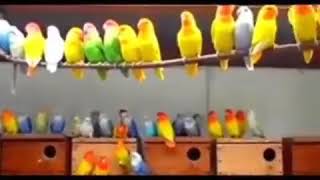 TERNAK LOVEBIRD KOLONI TERBARU  ❗ BURUNG LOVEBIRD