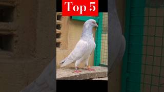 Top 5  rear pigions 🔥💯🇮🇳  #shorts #pigeon #top5