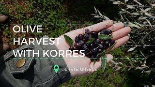 Olive Harvest with Korres in Crete