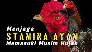 Menjaga Stamina & Penyakit Pada Ayam Hobi Memasuki Musim Hujan