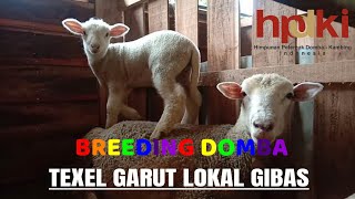 Breeding Domba  Lokal, Texel, Garut