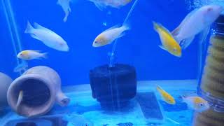 African Cichlids Aquarium