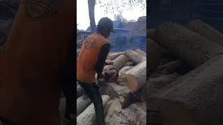 membelah kayu randu#sorts #viral #chainsaw #kayu @jtmkayuofficial3403