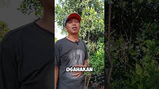 Ingat loh kita ini tetanggan 🤣🤣 #lucu #shortvideos #ngakak #shorts