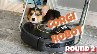 CORGI PUPPY FIGHTS iROBOT - ROUND 2