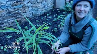 Growing Ginger in Sharpham's greenhouse