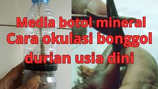 cara simpel gampang okulasi media botol mineral bonggol duren usian dini