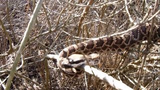 Southern Pacific Rattlesnake in Canyon