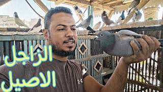 #حمام غريب واقف على السطح 🕊️😱ولازم اعمل كده مع الحمام🦜✅