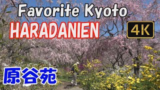 【Haradanien 原谷苑】Favorite Kyoto🌸.Here, beautiful cherry blossoms bloom in spring.