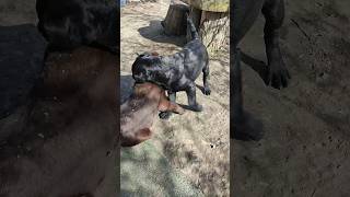 Щенки лабрадора, развлекаются. /Labrador puppies having fun. #shorts