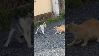 #cat #fighting #catvideos #catshorts #funny #villagelife #catlover #funnyvideo #trending #fyp