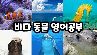 바다동물영어ㅣ 해양동물영어 ㅣ#기초영어 #영어회화 #basicenglish #영어공부 #영어  #어린이영어 #영어유치원 #유치원영어  #초등영어