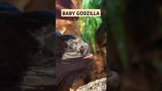 BABY GODZILLA #vlog